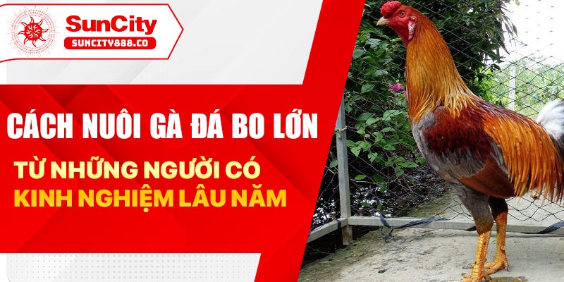 cách nuôi gà đá bo lớn