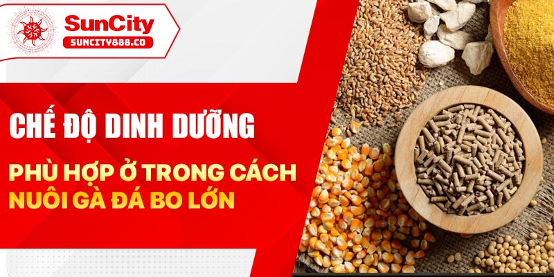 Chế độ dinh dưỡng phù hợp ở trong cách nuôi gà đá bo lớn