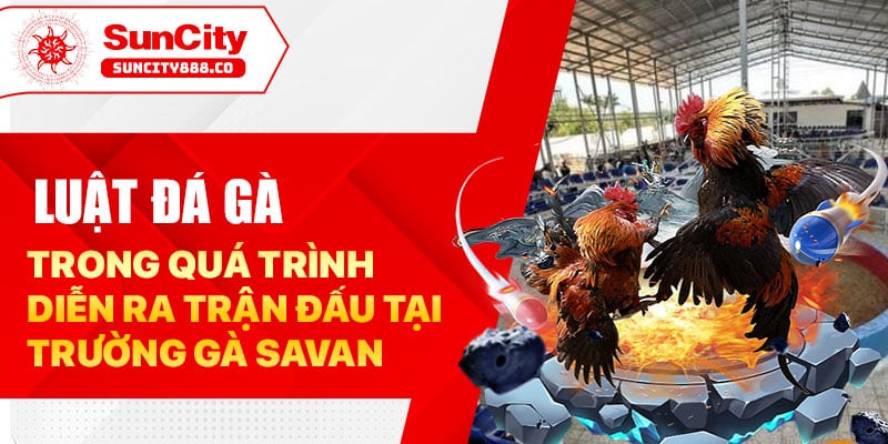 Luật đá gà trong quá trình diễn ra trận đấu tại trường gà Savan