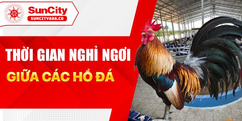 Thời gian nghỉ ngơi giữa các hồ đá